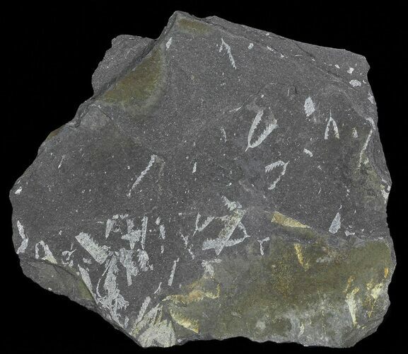 Fossil Graptolites (Didymograptus) - Great Britain #66616